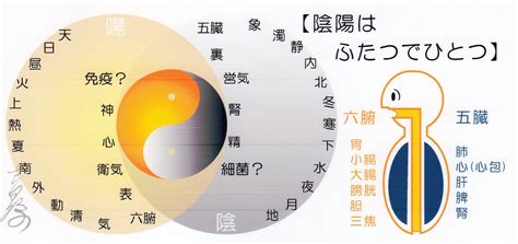 陰陽理論|陰陽論 